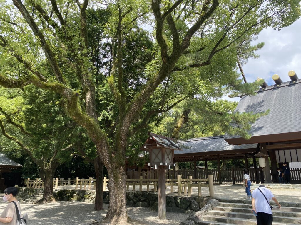 【名古屋旅行】大阪から車で行った場合/熱田神宮/本殿の横にあるパワーを感じる木