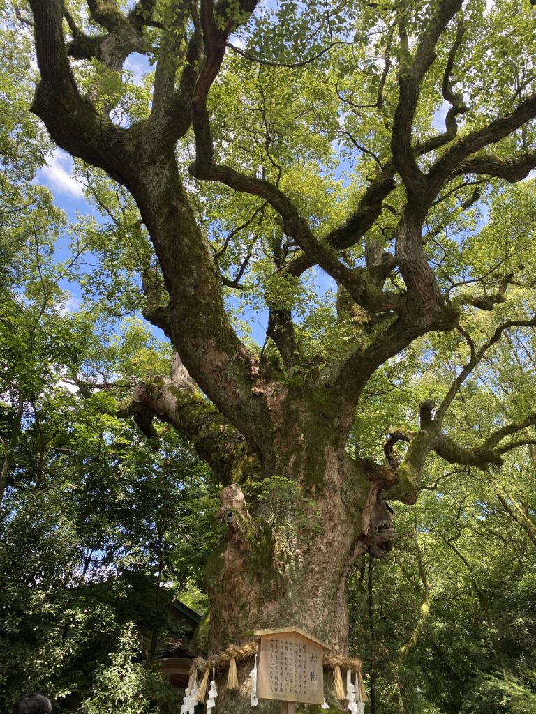 熱田神宮　立派な木
